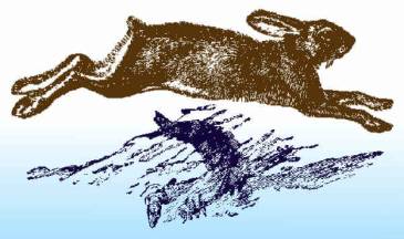 laufender Hase - Zeichnung