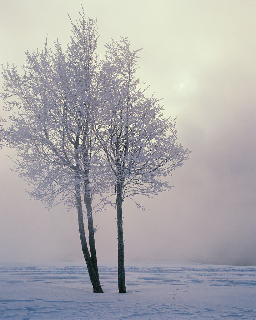 Baeume im Winter